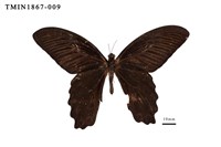 藏品(臺灣鳳蝶)的圖片